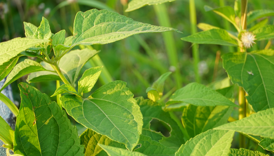 rb88随行版_官网官网入口